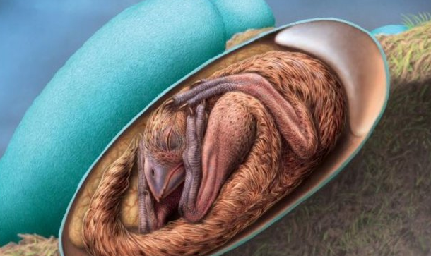 بالصور .. العثور على ديناصور داخل بيضة عمرها 70 مليون سنة